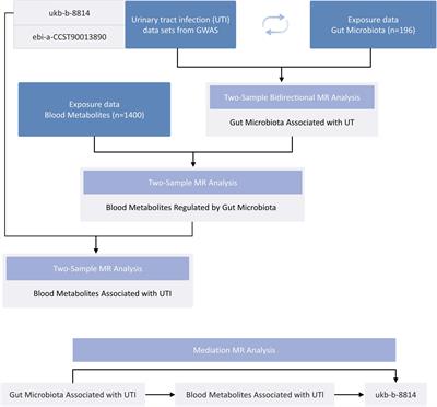 Role of N-acetylkynurenine in mediating the effect of gut microbiota on urinary tract infection: a Mendelian randomization study